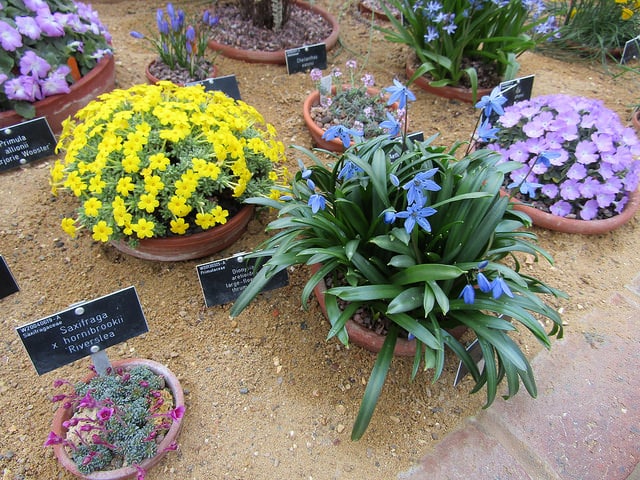 Dionysia aretioides
