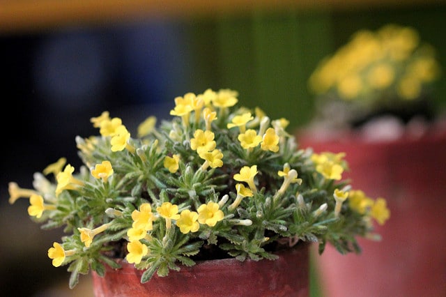 Dionysia aretioides (Dionysia aretioides)