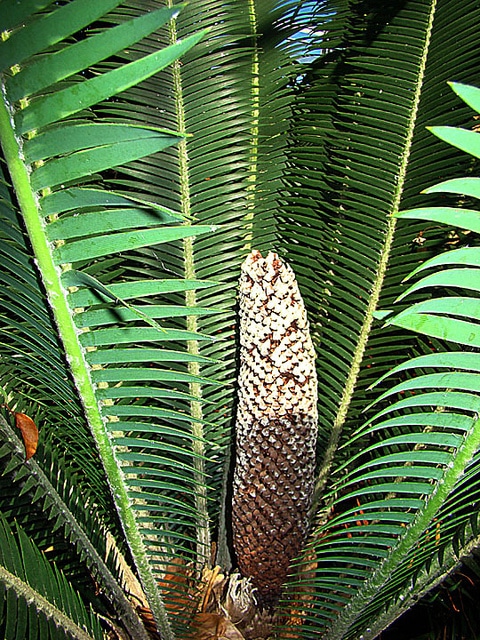 Dioon edule
