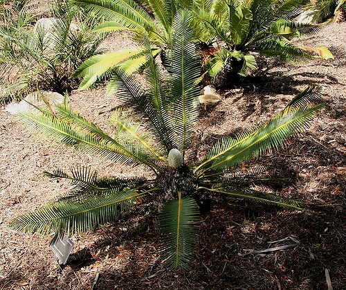 Dioon edule