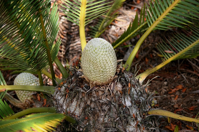 Dioon edule