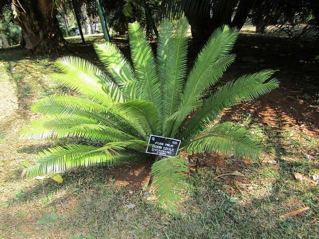 Dioon edule
