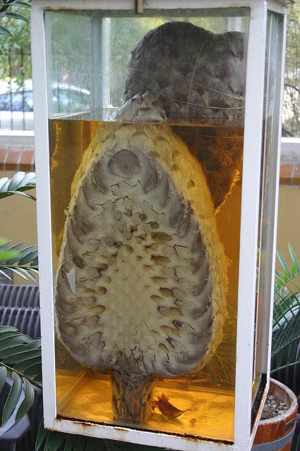 Dioon edule