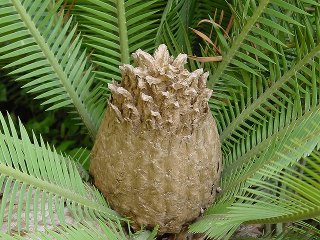 Dioon edule (Dioon edule)