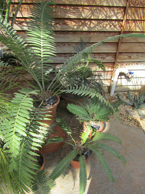 Dioon mejiae