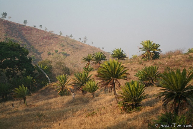 Dioon mejiae