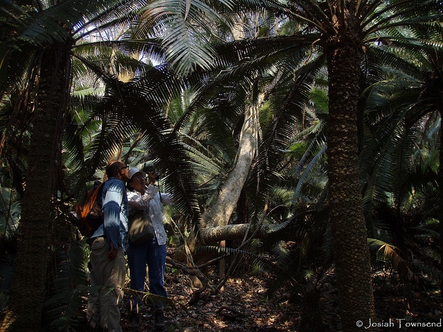 Dioon mejiae (Dioon mejiae)