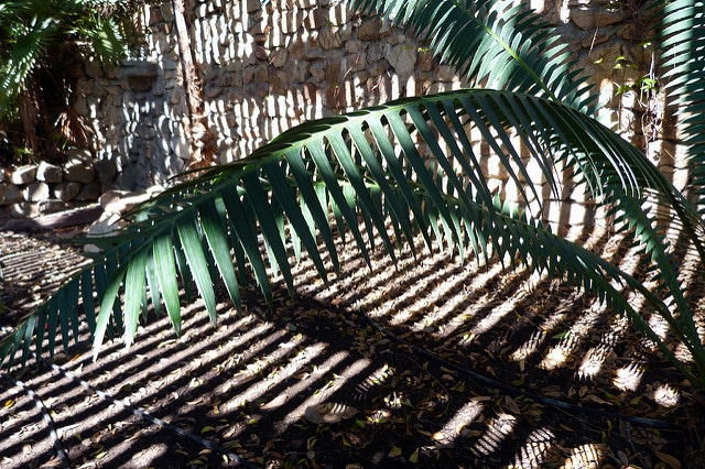 Dioon spinulosum (Dioon spinulosum)