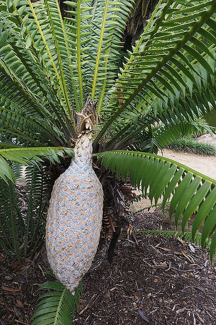 Dioon spinulosum