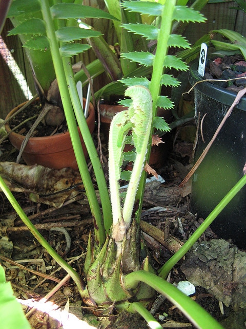 Dioon spinulosum