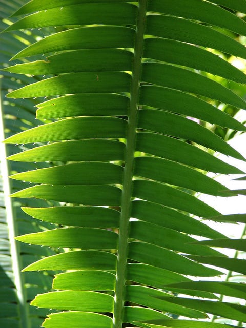 Dioon spinulosum