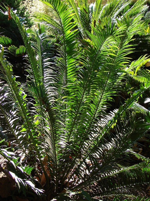 Dioon spinulosum