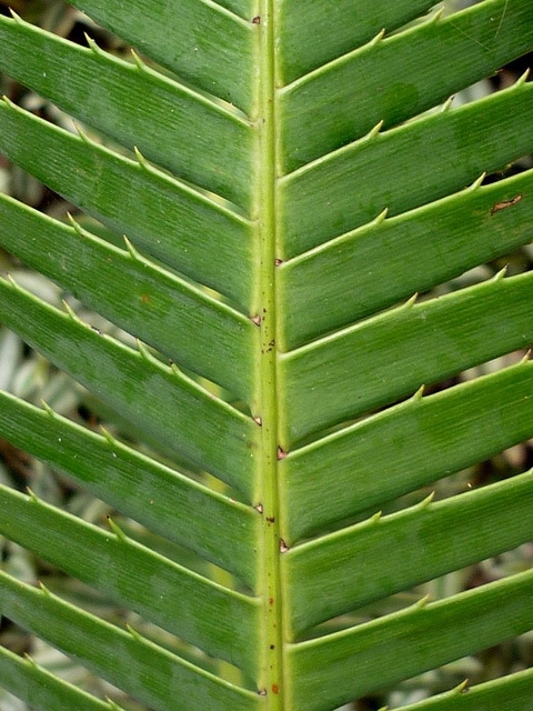 Dioon spinulosum