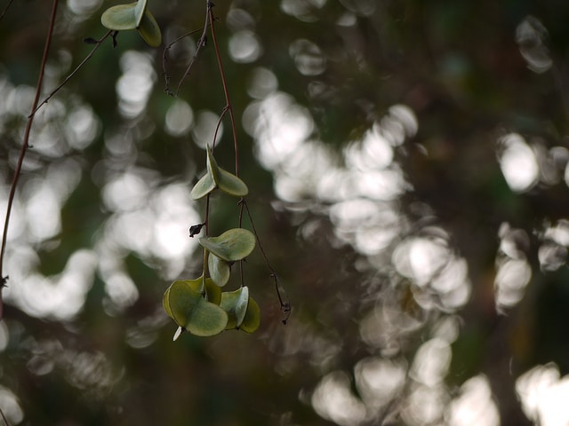 Igname ailé (Dioscorea alata)