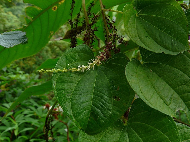 Hoffe (Dioscorea bulbifera)