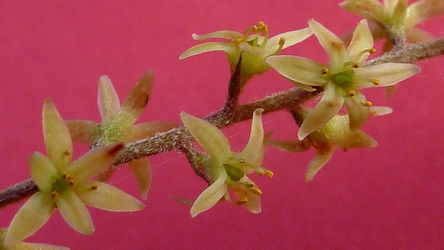 Dioscorea dodecaneura