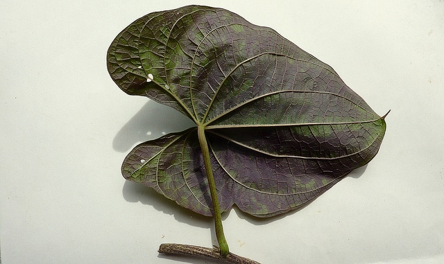 Dioscorea dodecaneura