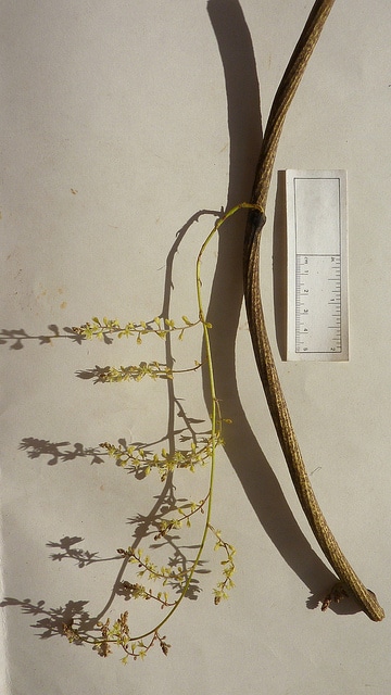 Dioscorea dodecaneura