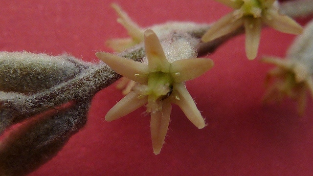 Dioscorea dodecaneura