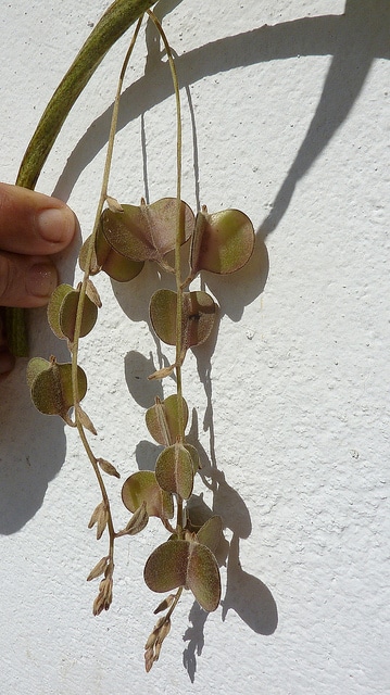 Dioscorea dodecaneura