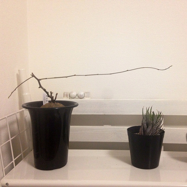 Dioscorea elephantipes