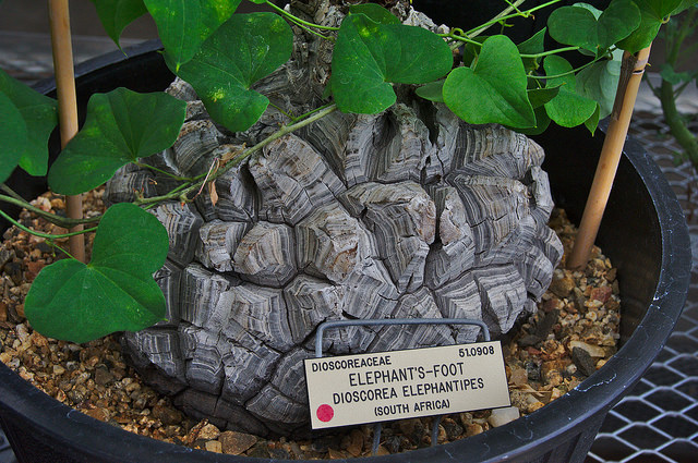 Dioscorea elephantipes