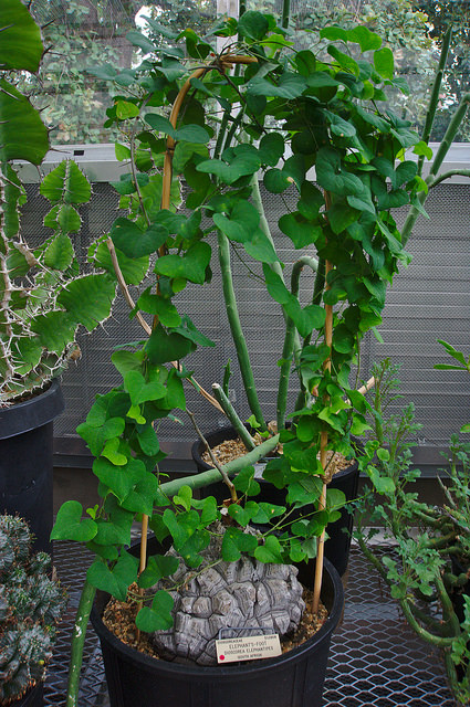 Dioscorea elephantipes