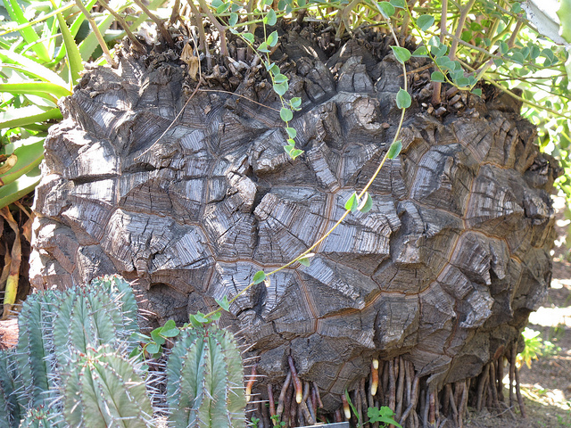 Dioscorea elephantipes