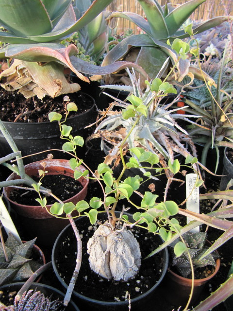 Dioscorea elephantipes