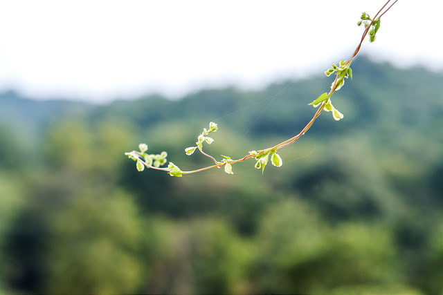 Dioscorea japonica