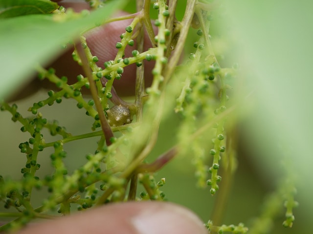 Dioscorea polystachya