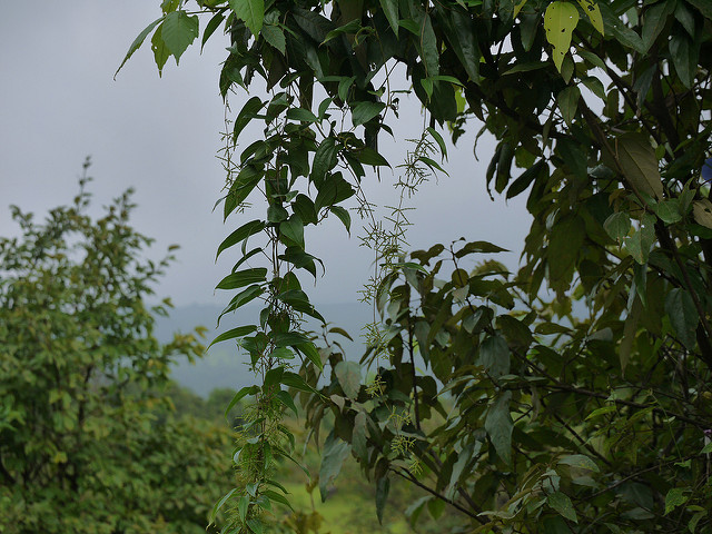 Dioscorea polystachya