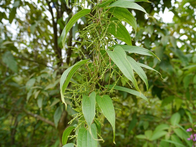 Dioscorea polystachya