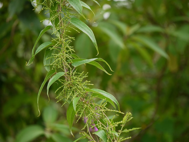 Dioscorea polystachya
