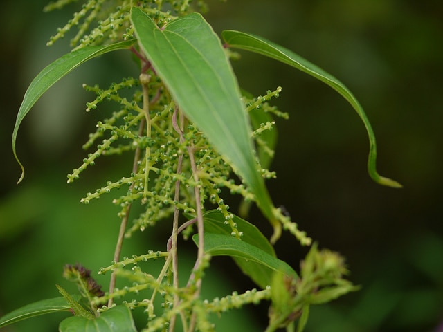 Dioscorea polystachya
