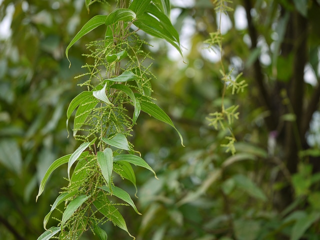 Dioscorea polystachya (Dioscorea oppositifolia)
