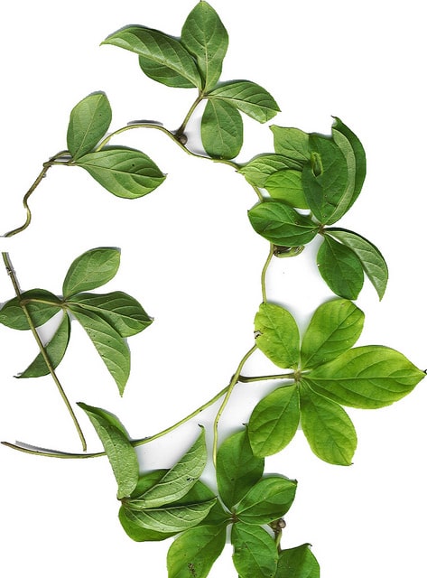 Dioscorea pentaphylla