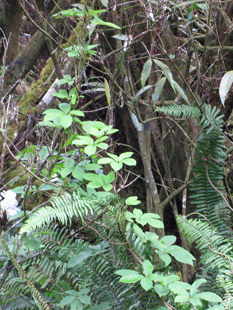Dioscorea pentaphylla