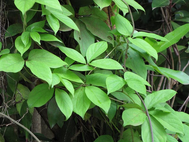 Dioscorea pentaphylla