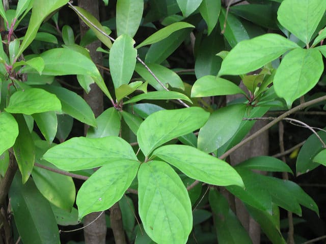 Dioscorea pentaphylla