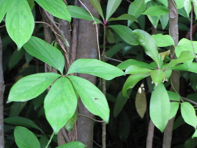Dioscorea pentaphylla