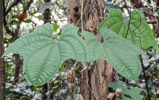 Dioscorea sansibarensis