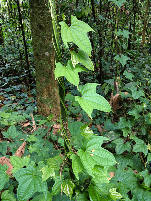 Dioscorea sansibarensis