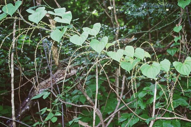 Dioscorea sansibarensis