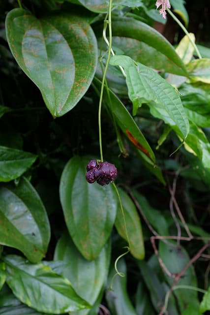 Dioscorea sansibarensis