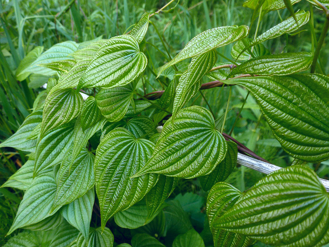 Igname sauvage (Dioscorea villosa)