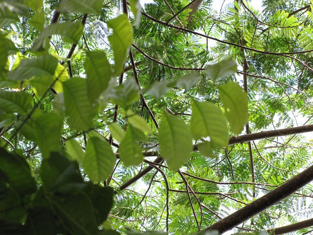 Diospyros ebenum