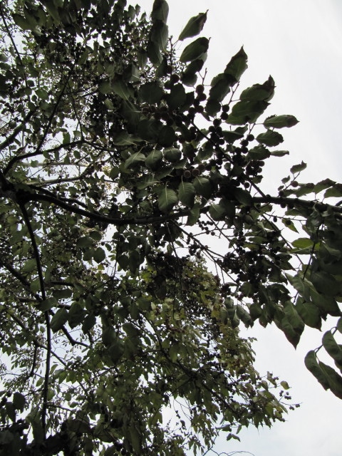 Diospyros ebenum