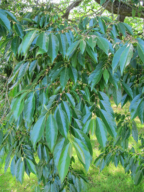 Diospyros lotus