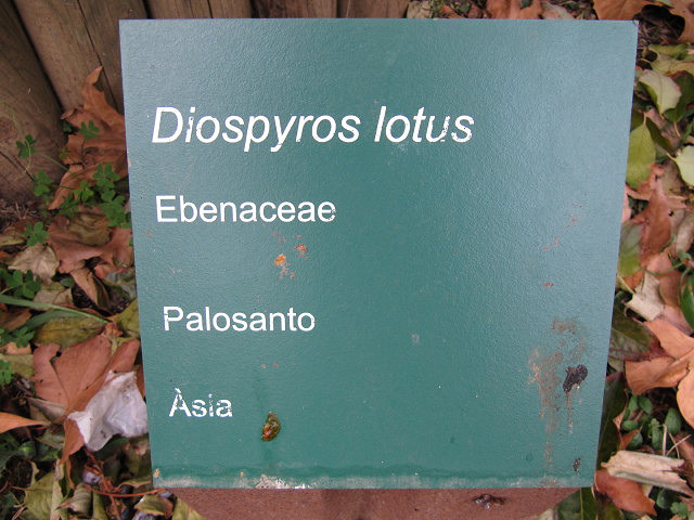 Diospyros lotus
